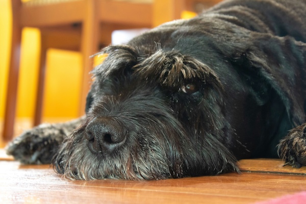 Giant Schnauzer,Standard Schnauzer,Great Dane, dogs, purebred dogs, Munchener Dog
