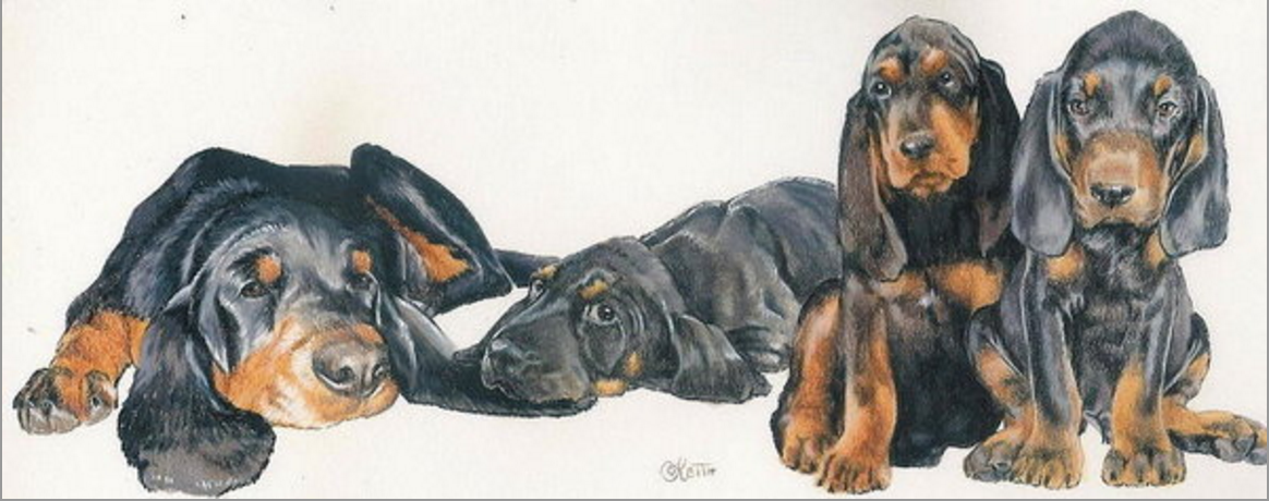 Black and Tan coonhound,coonhound,dog,purebred dog