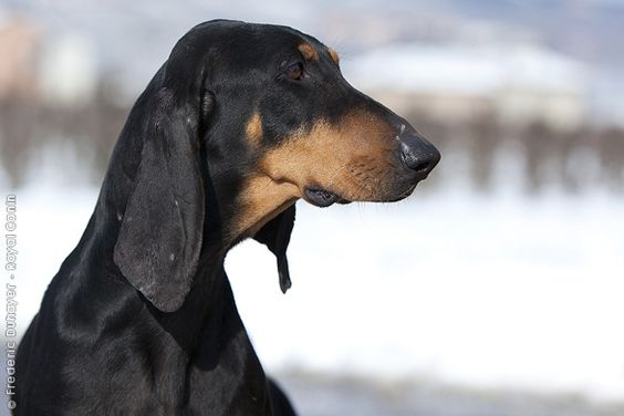 One of Italy's Favorite Sons