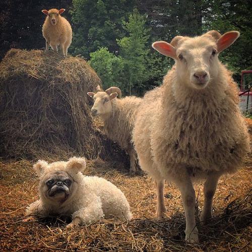 pug,herding dog,livestock guardian dog,sheep