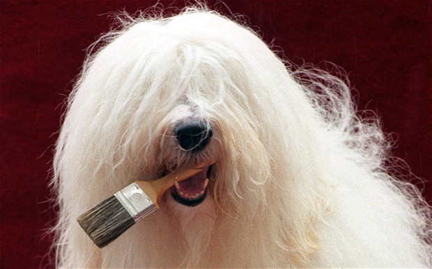 Old English Sheepdog,Dulux,commercials