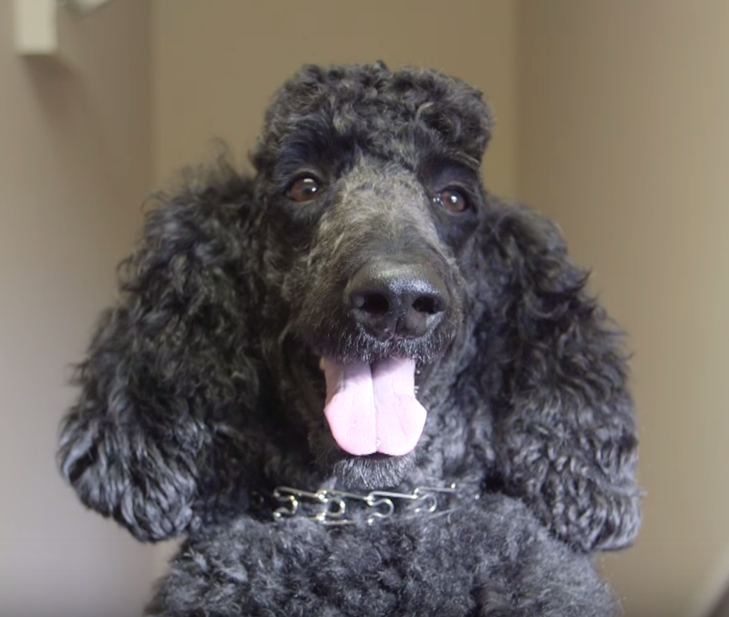 Guinness World Record,Sailor,Poodle,rescue,