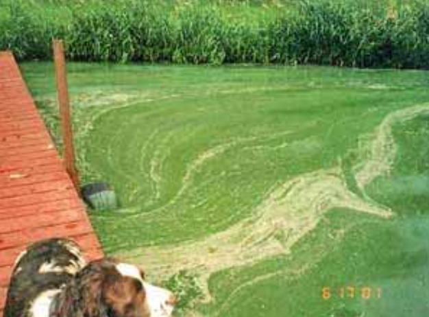 cyanobacteria,blue-green algae,Minnesota Pollution Control Agency,