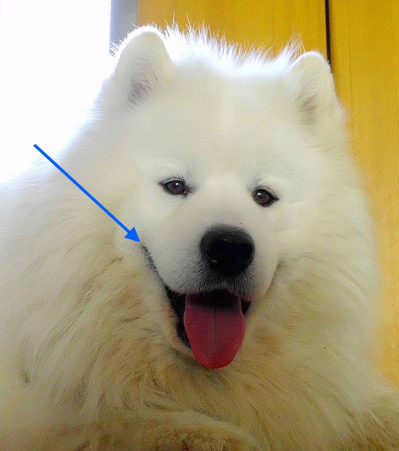 Commissures,mouth,structure, Samoyed,
