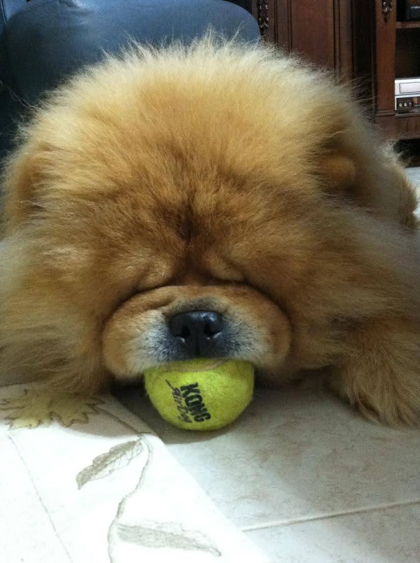 Chow Chow, Friday,