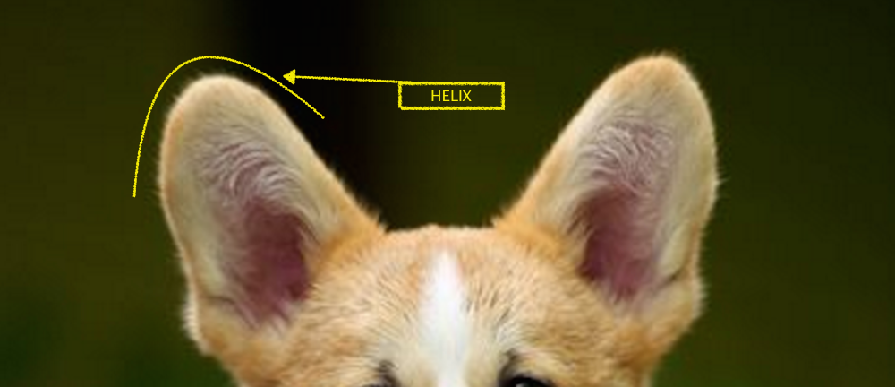 helix,antihelix,ear,ears,ear leather,structure
