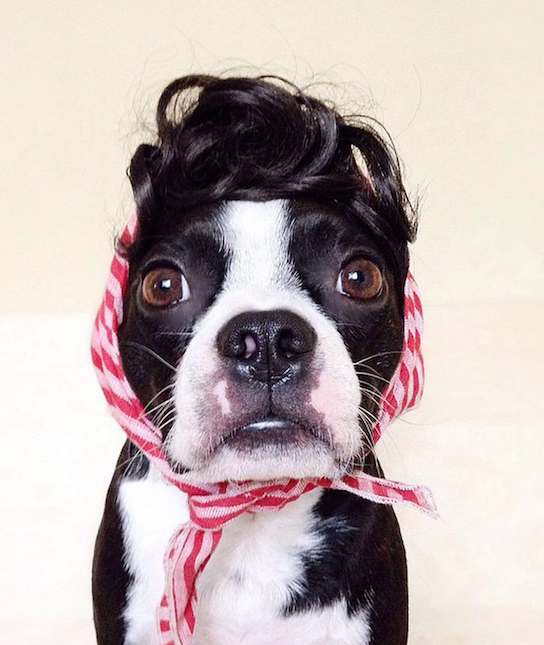 Otis Barkington,Boston Terrier, instagram, dogs of instagram