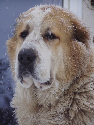 Central Asian Shepherd Dog,Central Asian Ovcharka,livestock guardian dog, Livestock Guardian Dog, LGD