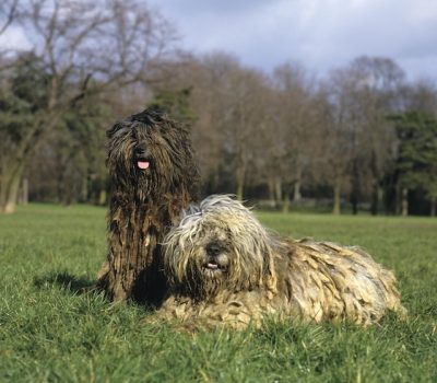 Bergamasco by ©Slowmotiongli/Dreamstime.com