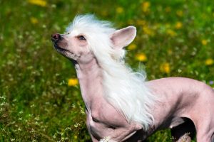 chinese crested hairless,poodle,pink,color