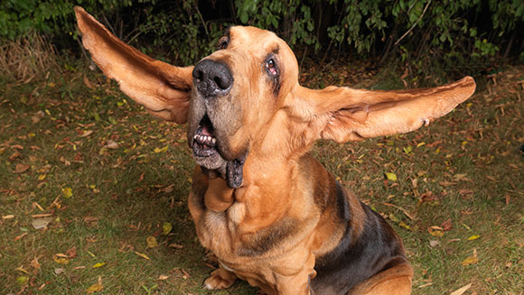 ears,dog ears,Guinness World Record,Black and Tan Coonhound,coonhound,bloodhound,hound
