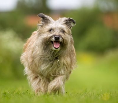 Pyrenean Sheepdog, pyr shep,herding dog,corded dog