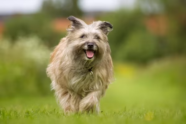 Pyrenean Sheepdog, pyr shep,herding dog,corded dog