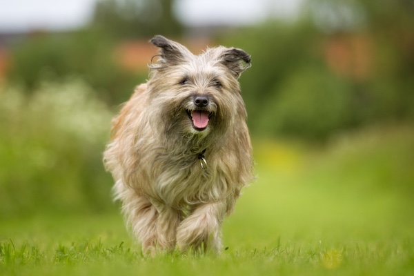Pyrenean Sheepdog, pyr shep,herding dog,corded dog