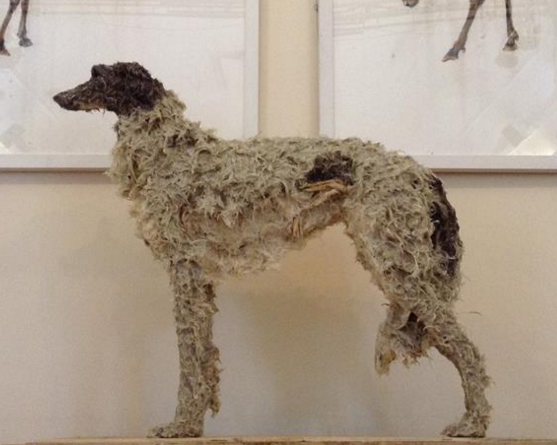 Scottish Deerhound,wolfhound,hound,anatomy,structure,art