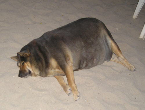 fat,dog