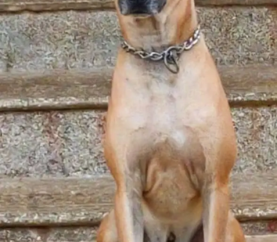 Combai,Kombai,Indian Bear Hound,Indian Beardog