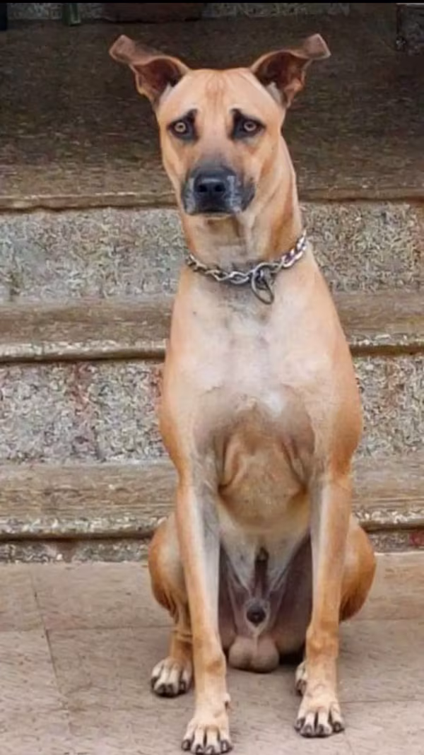 Combai,Kombai,Indian Bear Hound,Indian Beardog