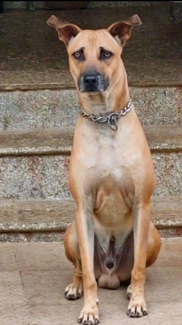 Combai,Kombai,Indian Bear Hound,Indian Beardog