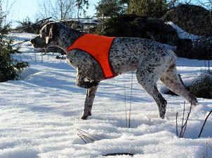 Braque du Borubonnais,continental breed,pointer,gundog,hunting dog