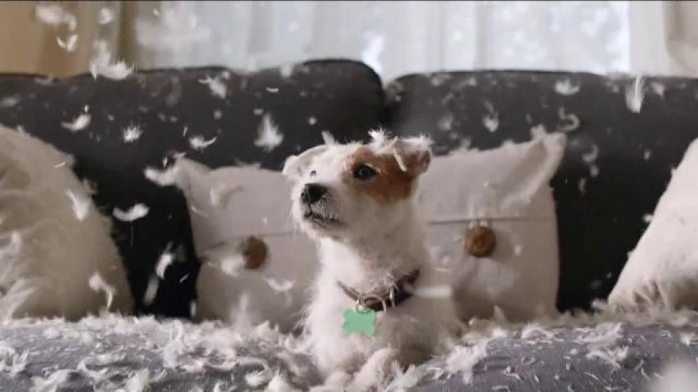 terrier,commercial,angie's list,