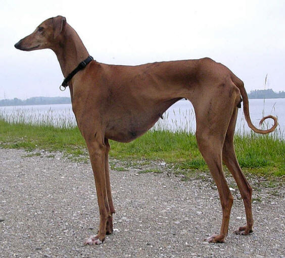 condition,fat,sighthound,azawakh