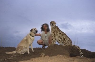 Anatolian Shepherd,Kangal Dog,Cheetah, conservation dog, Cheetah Conservation Fund,Cheetah Outreach, Livestock Guardian Dog,LGD