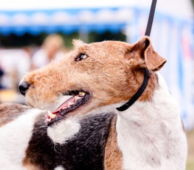 fox terrier, terms, Head,Unfinished Head