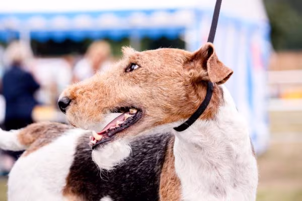 fox terrier, terms, Head,Unfinished Head