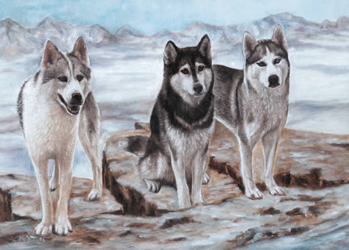 Siberian Husky,Chukchi,Siberian Dog,Arctic Husky,Siberian Chukchi,Chukchi Sled Dog,Nordic,