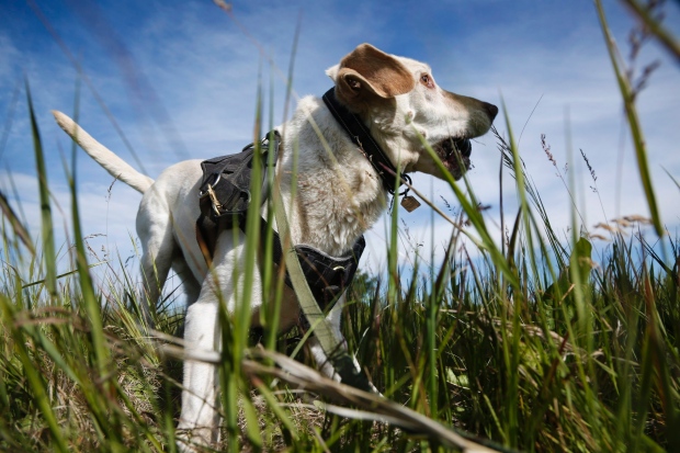 oil,oil-spill-detecting-dogs,detection dog,oil,Labrador Retriever,Springer Spaniel, Detector Dog Services International