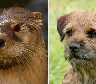 otter head,head,border terrier,terrier,type