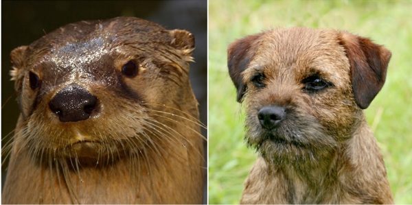 otter head,head,border terrier,terrier,type