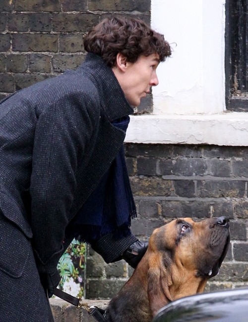 Benedict Cumberbatch,bloodhound,sherlock holmes,TV,