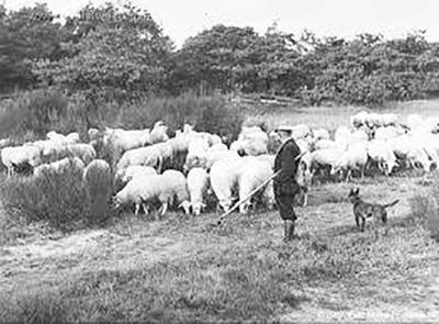Dutch Shepherd, herding breed, breed history,