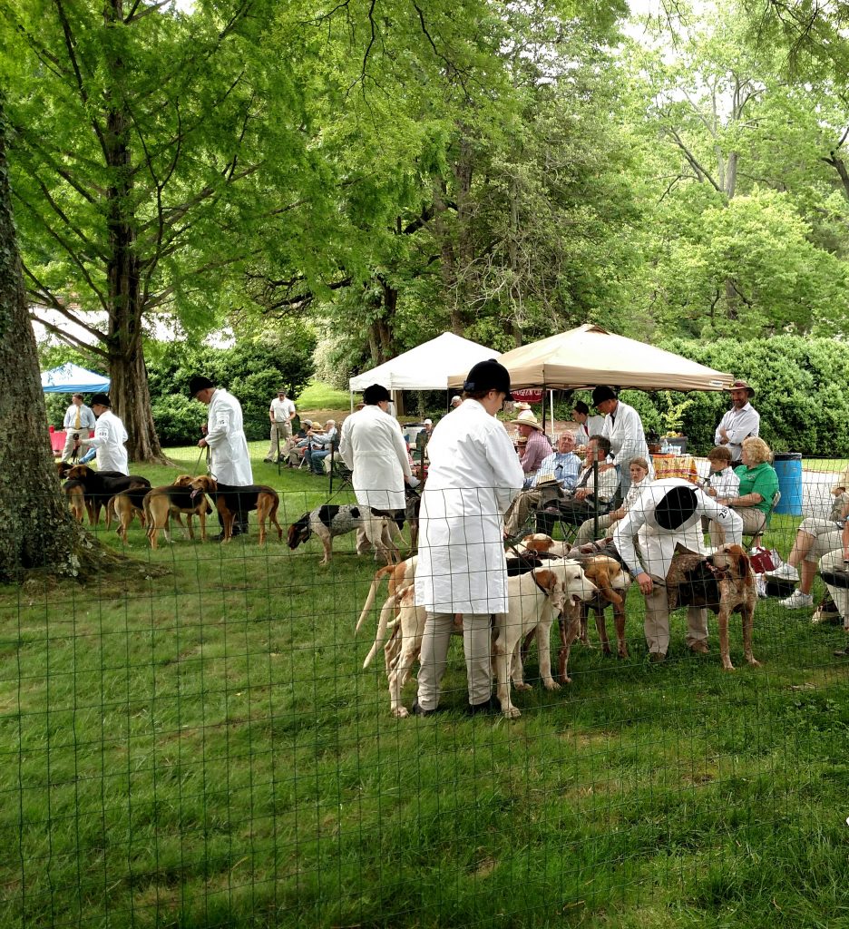 Penn-Marydel Foxhound packs in the ring being judged. 