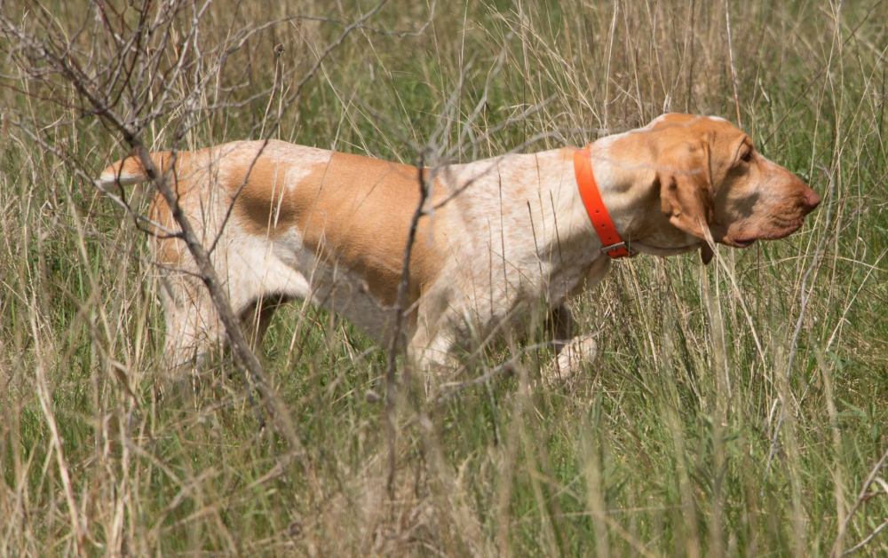 history,Bracco Italiano,sporting breed,hunting dog