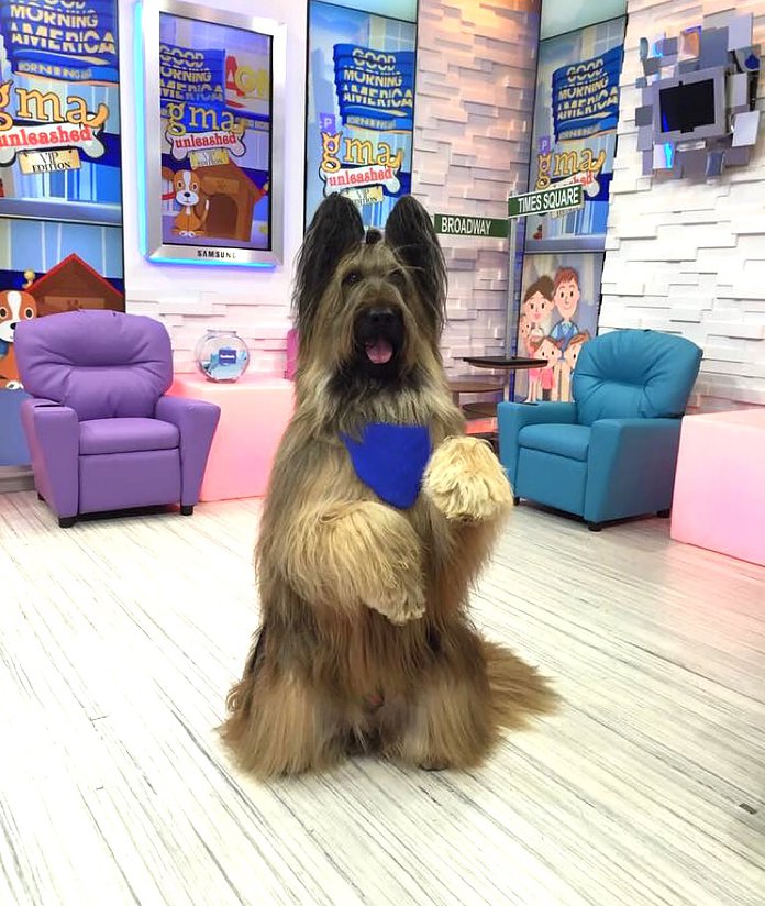 Briard, Guinness Book of Records, herding dog