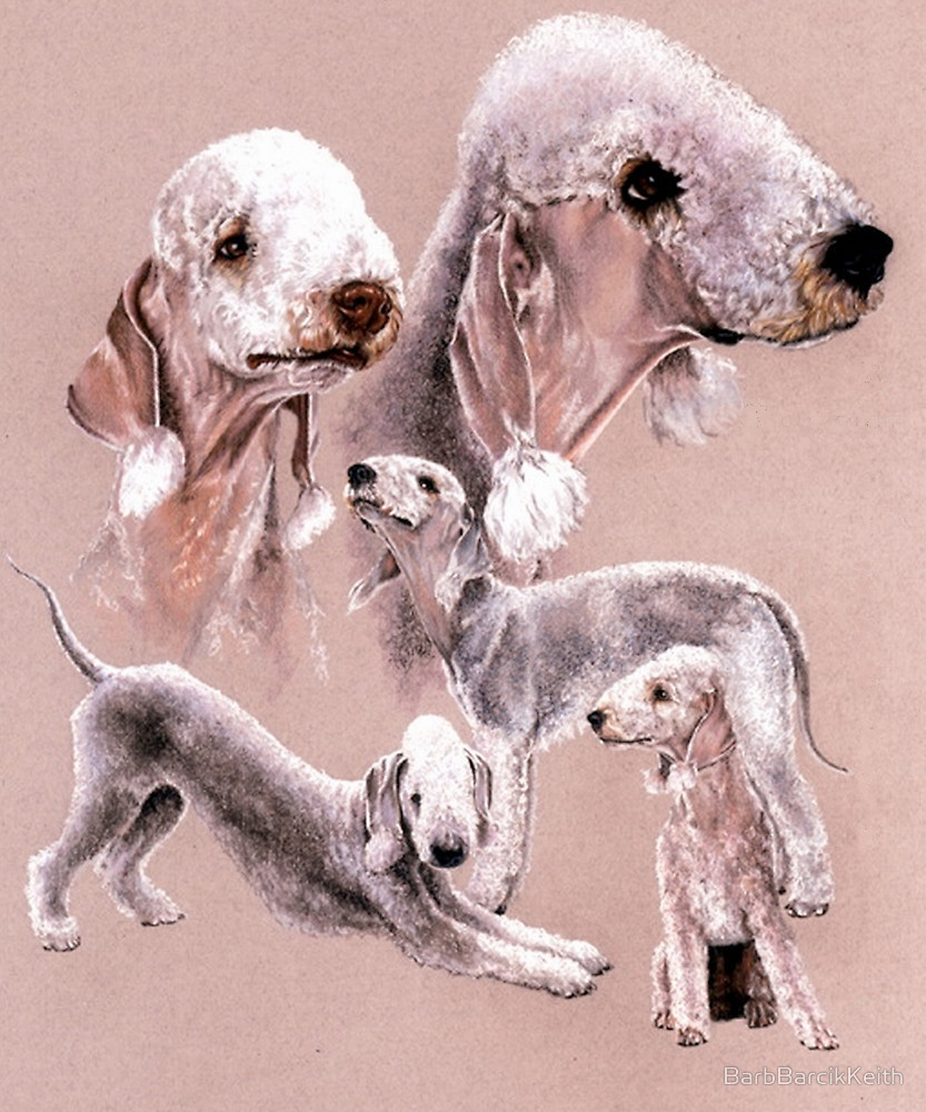 Bedlington Terrier,coat,grooming,linty, standard