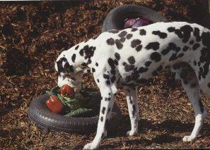 Dalmatian,Dog Works,Art