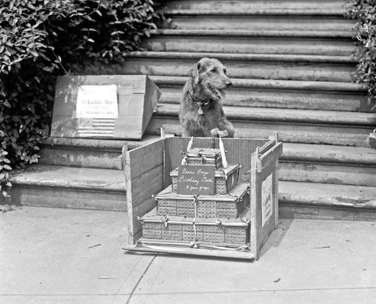 Airedale Terrier,Laddie Boy,history,Warren Harding,president