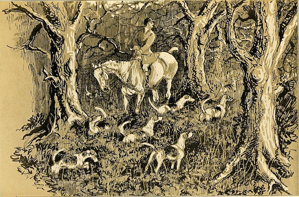 American Foxhound, history, foxhunt breed history