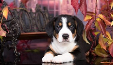 Entlebucher Mountain Dog,Profession Albert Heim,Swiss Mountain Dog,history,