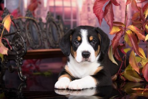 Entlebucher Mountain Dog,Profession Albert Heim,Swiss Mountain Dog,history,