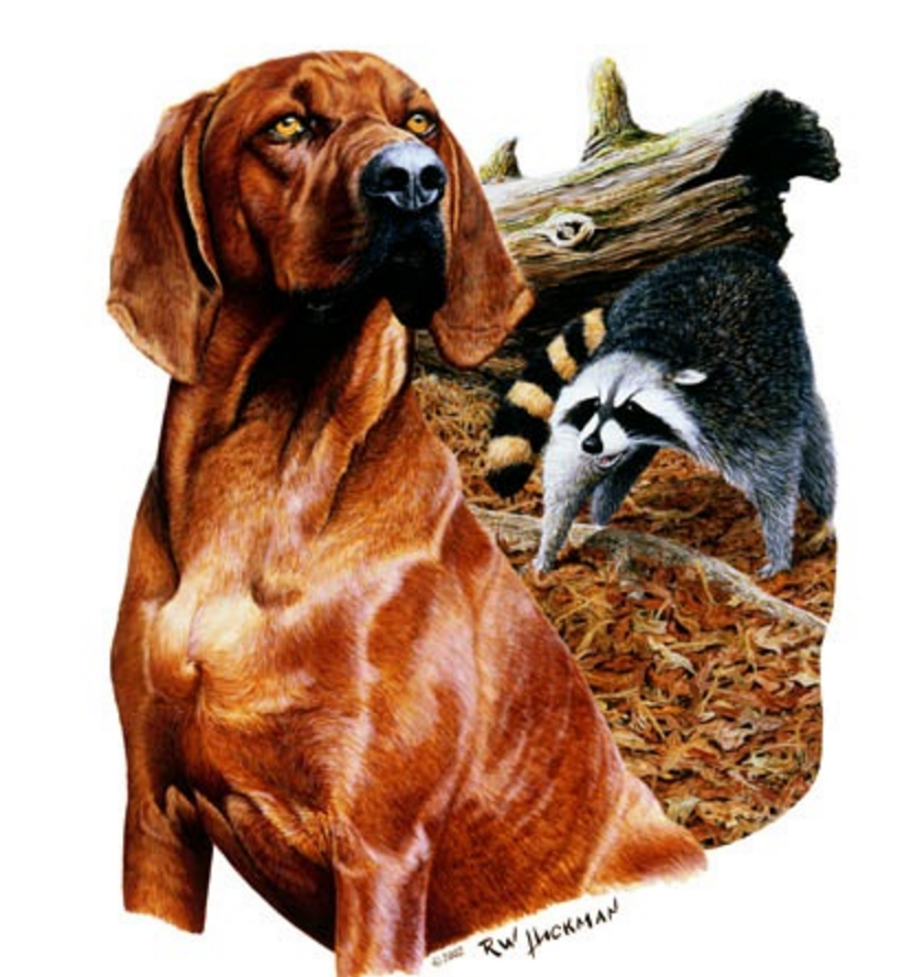 redbone coonhound where the red fern grows