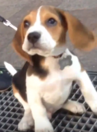 Beagle, ears