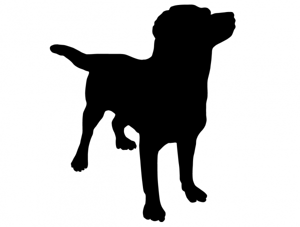 Labrador Retriever,led zeppelin,black dog