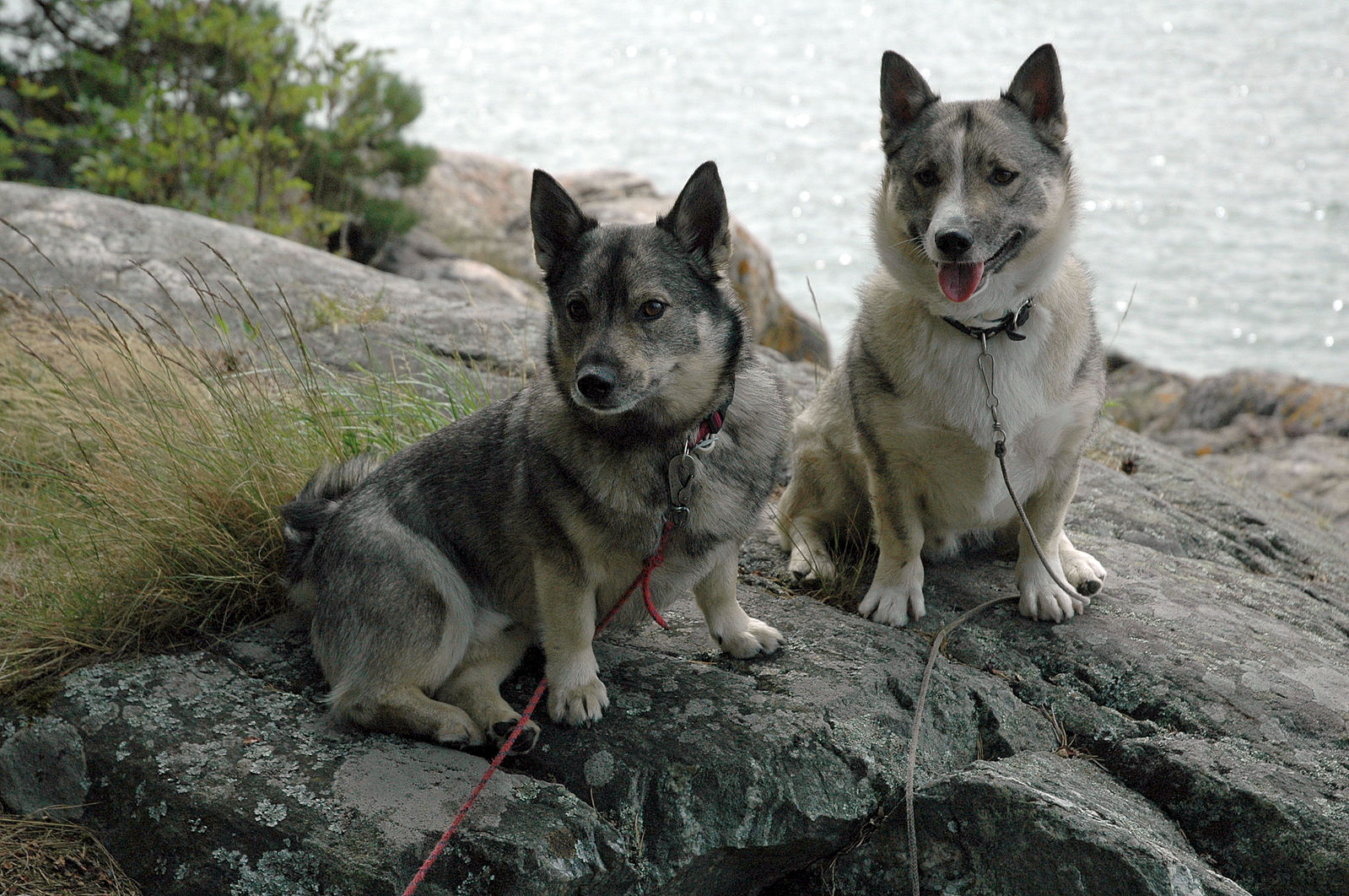 Swedish Vallhund,Vikings,Welsh Corgi,herding dog,sweden,