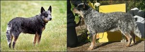 Australian Cattle Dog,coat,colorm mottled, speckled