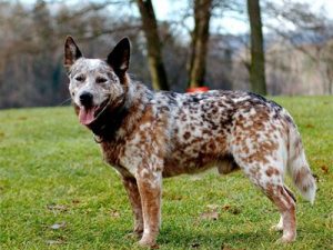 A speckled Australian Cattle Dog